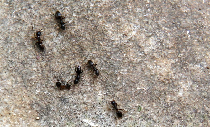 Ants walk across a stone walkway outside a home in Chattanooga in this 2013 staff file photo.