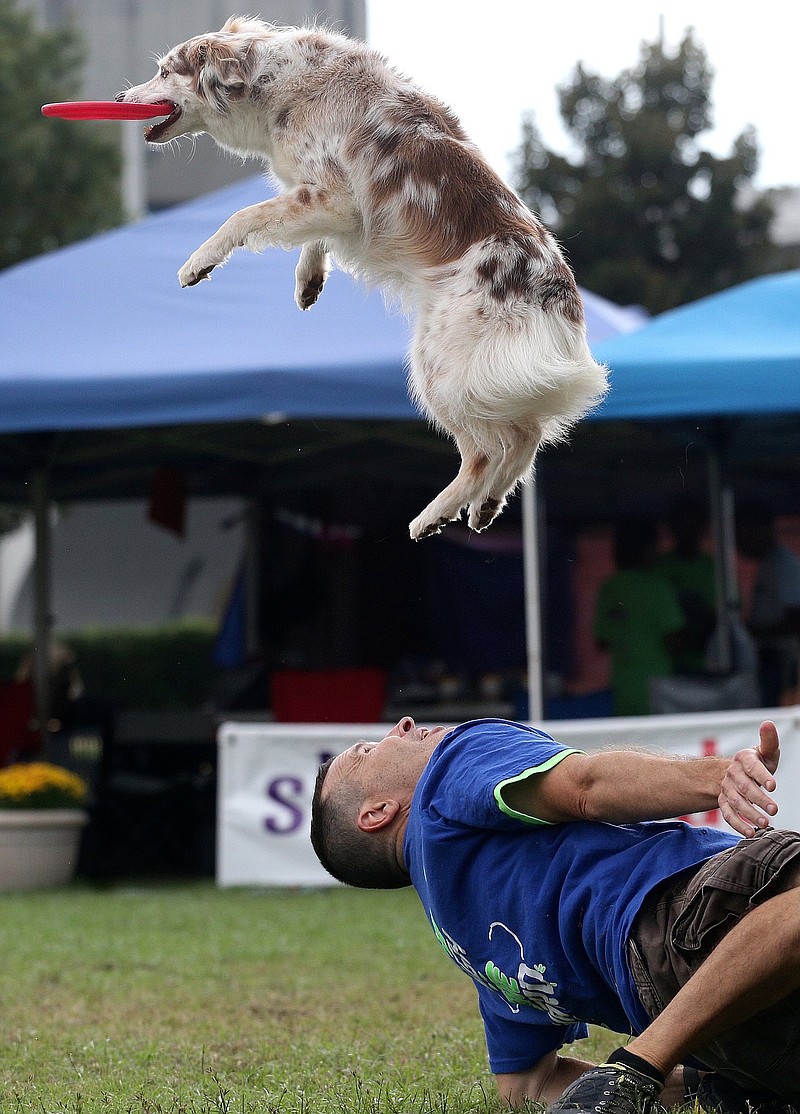 Staff photo by Erin O. Smith / Jack Fahle competes with Spice in the MicroDog Freestyle event during the 2018 Skyhoundz World Championships at Coolidge Park.