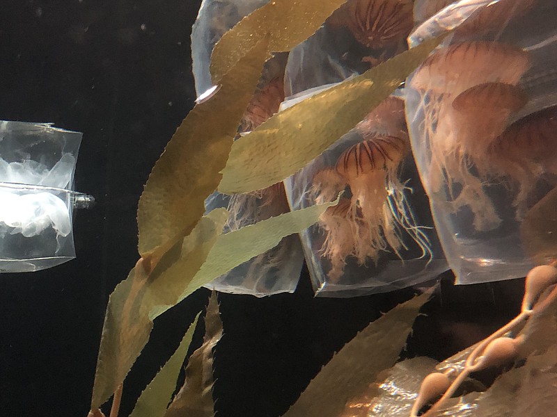 Some animals, like these jellies, were moved to other exhibits to keep cool.