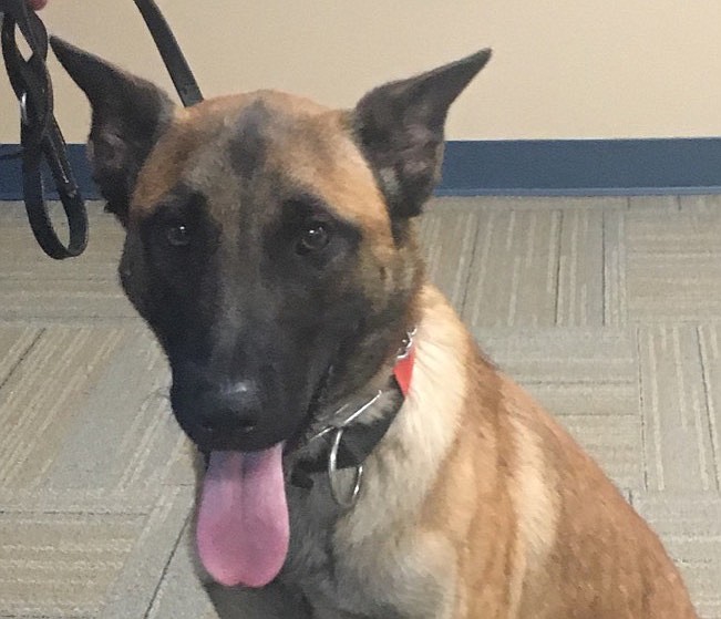 Sonitrol, a 13-month-old Malinois, was donated to the Chattanooga Police Department by the electronic security company of the same name. His working name is Sully, after United States Marine Corps Gunnery Sergeant Thomas Sullivan, one of the five servicemen killed during a 2015 terrorist attack at the Naval Operations Support Center in Chattanooga. 

