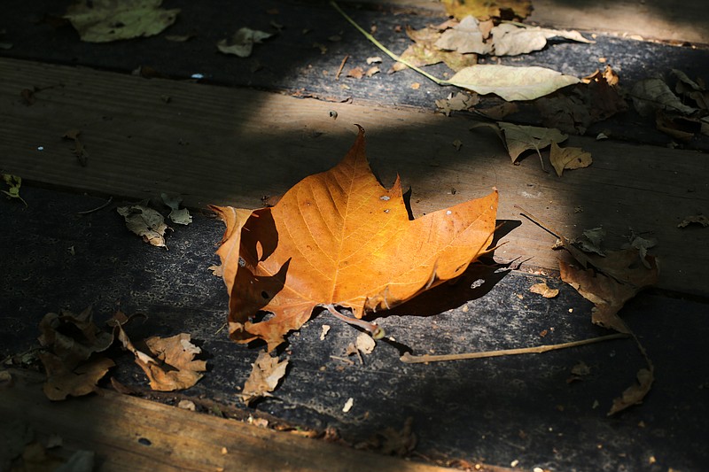 Staff photo by Erin O. Smith / Leaves lie along the trail at Enterprise South Nature Park Wednesday, September 11, 2019 in Chattanooga, Tennessee. The recent dry, hot weather has caused some leaves to fall from trees.