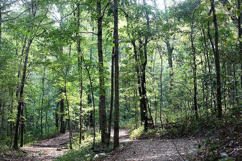 Staff photo by Erin O. Smith / A trail path winds through at Enterprise South Nature Park Wednesday, September 11, 2019 in Chattanooga, Tennessee. The recent dry, hot weather has caused leaves to fall from trees.