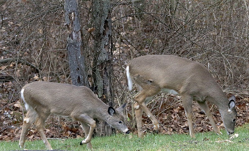 Associated Press photo by Keith Srakocic / A pair of deer move along the edge of the woods during the first day of white-tailed deer hunting season with firearms in December 2014, in Zelienople, Pa.