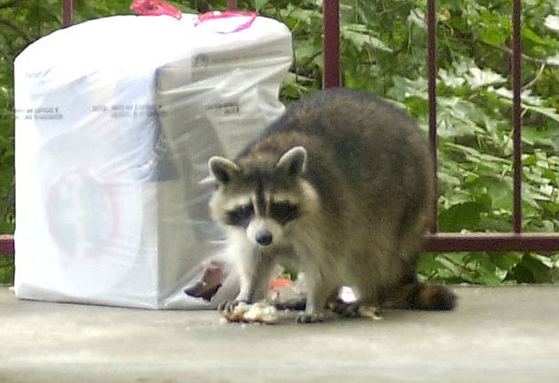 A raccoon pauses while picking through a trash bag at an apartment complex on Mountain Creek Road.