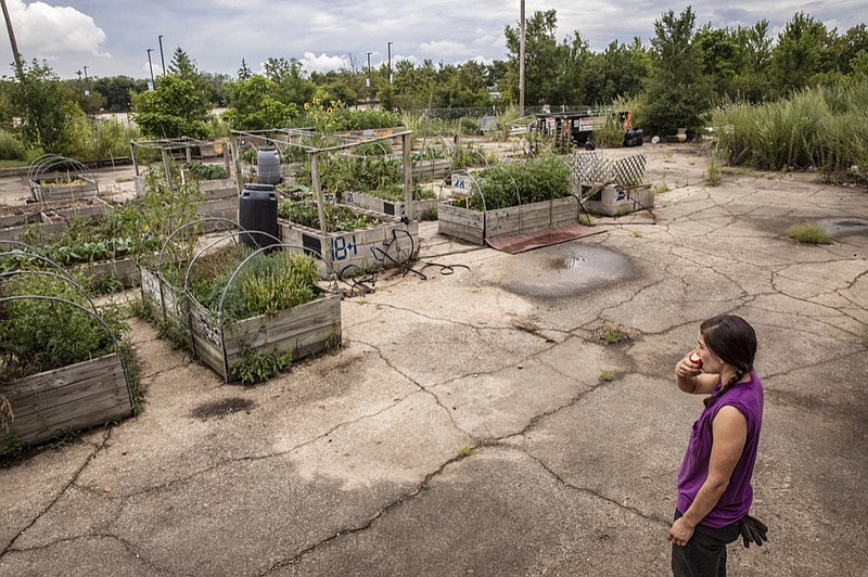 In this Saturday, Aug. 17, 2019, photo, Viviana Gentry Fernandez-Pellon, co-founder of Cooperation Operation, eats an apple as she looks over the successful urban community garden in Chicago's Pullman neighborhood. (AP Photo/Amr Alfiky)