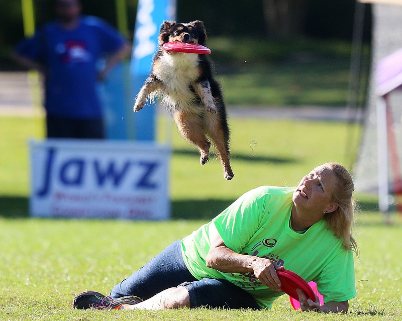 Staff photo by Erin O. Smith / Miss Ruby catches a Frisbee tossed by Jamee Salley during the 2019 Skyhoundz World Championship Sunday, September 22, 2019 in Coolidge Park in Chattanooga, Tennessee. A variety of events were held Sunday including the microdog freestyle, pairs freestyle as well as distance and accuracy.