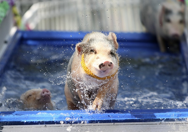 Staff File Photo by C.B. Schmelter / Racing pigs are a popular event at the annual Hamilton County Fair.