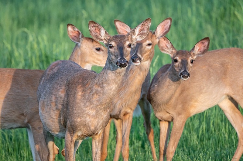 Close-up of group of white-tailed deer looking at camera. deer tile / Getty Images
