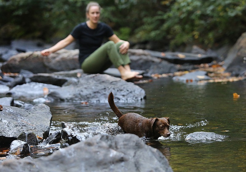 Staff photo by Erin O. Smith / Chichi plays in the creek as Cody Roney, director of Lula Lake Land Trust, calls her at the Lula Lake Core Property Tuesday Oct. 1, 2019 in Lookout Mountain, Georgia. Roney said Chichi was afraid of water when she first got her, but now jumping in the water is one of her favorite things to do.