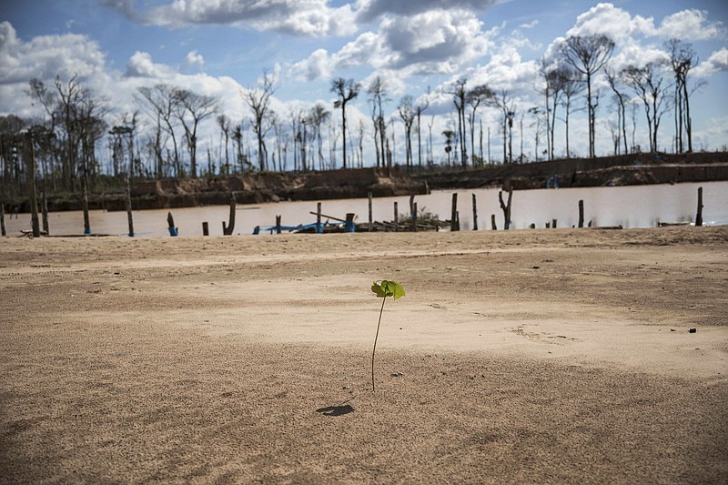 A tree planted by police during "Operation Mercury" stands amid jungle destroyed by illegal miners, near a makeshift airstrip at the Balata police and military base in Peru's Tambopata province on March 28, 2019. Scientists working for CINCIA - a Peru-based nongovernmental group - planted more than six-thousand saplings of various species native to this part of the Amazon, including the iconic shihuahuaco trees, in one of these uncanny clearings. They are testing which biofertilizers work best to replenish the soil. (AP Photo/Rodrigo Abd)