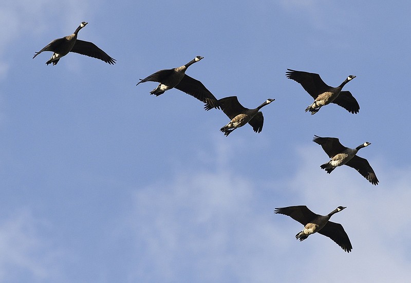 Staff Photo by Robin Rudd / Canada geese fly over Northwest Whitfield High School in Tunnel Hill, Ga., on Aug. 31, 2018. Geese and doves are among the early birds hunters can pursue in late summer or early fall, writes outdoors columnist Larry Case.