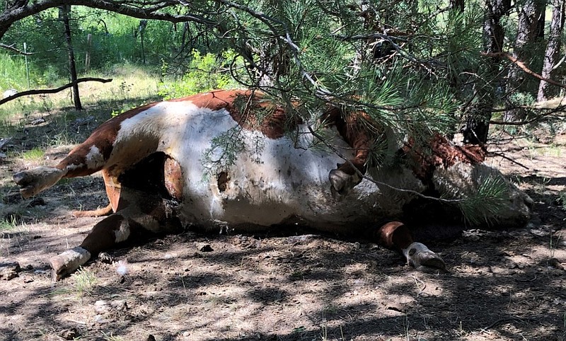 In this undated photo provided by Silvies Valley Ranch, a Hereford bull lies dead in Burns, Ore., one of five apparently healthy bulls that were found dead and with sex organs and tongues removed. Authorities suspect the bizarre deaths and mutilations were human caused, but have no leads. The deaths of the bulls recall mutilations of livestock across the West and Midwest in the 1970s that struck fear in rural areas, and caused people to carry guns. (Silvies Valley Ranch via AP)


