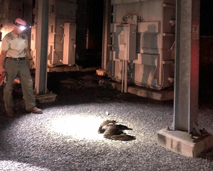 This photo by SEVC CEO/President Mike Partin shows the buzzard crews found Sunday at the Summerfield substation.