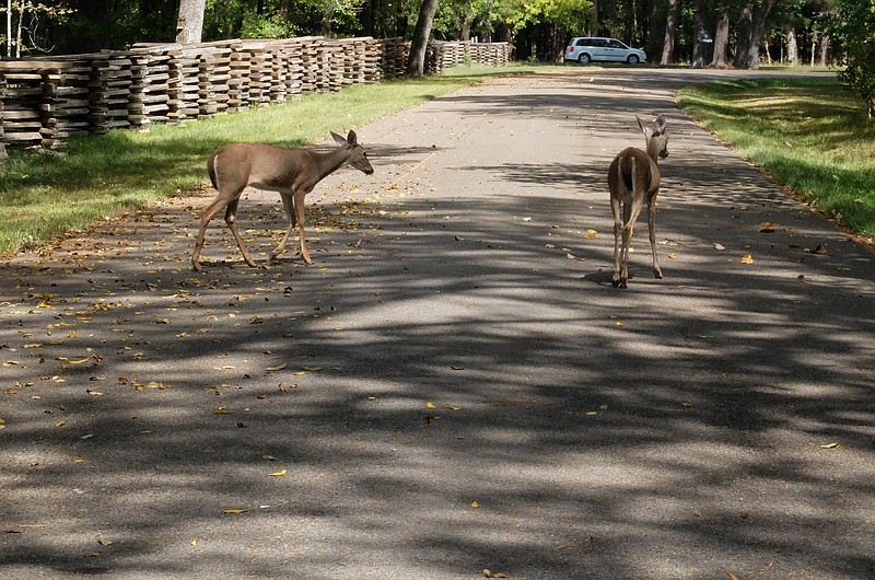 Staff photo by Tim Barber/ Not Afraid Of Vehicles -- Two female deer casually walk across the road after grazing along a new fence line in the Chickamauga Battlefield midday Tuesday, Sept. 24, 2019. 