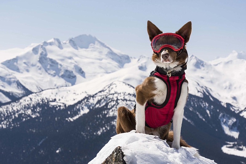 Danny Wilcox Frazier VII Photo for Cosmic Picture Limited / Henry, a border collie with the Canadian Avalanche Rescue Dog Association, stands watch over the Whistler Blackcomb ski resort in the Rocky Mountains. Henry travels by helicopter, snow mobile and on his human partner's shoulders while skiing.