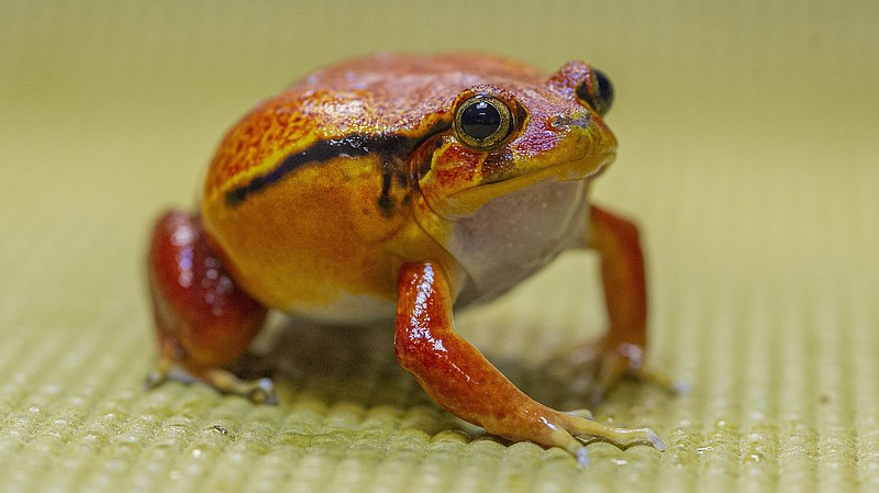 Photo by Casey Phillips/Tennessee Aquarium / A tomato frog is shown at the Tennessee Aquarium.