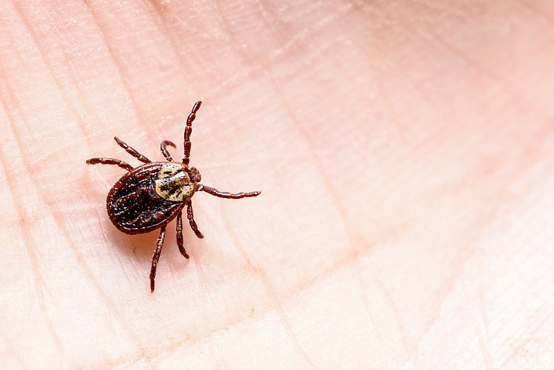 mite encephalitis on human skin tick bite tick tile lyme disease / Getty Images
