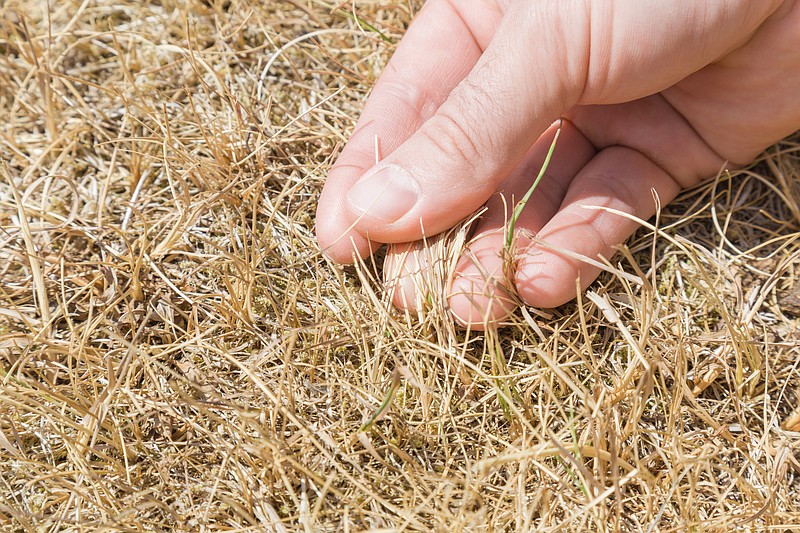Man's hand showing the dried grass without rain for a long time. / Getty Images/iStockphoto/FotoDuets