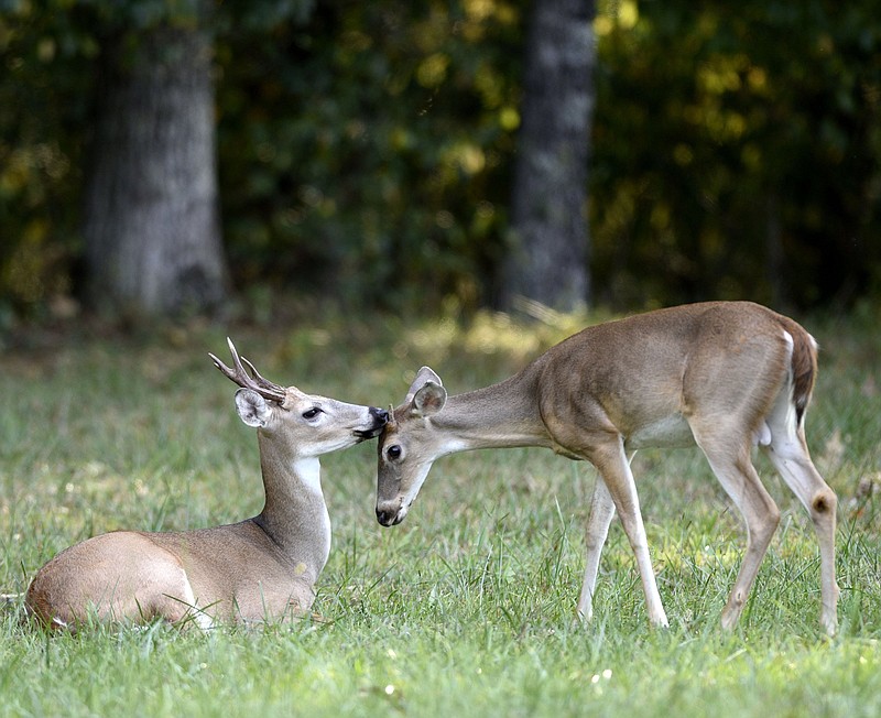 Staff Photo by Robin Rudd/ A male white-tailed deer grooms another buck in a field near Wilder Tower in the Chickamauga National Military Park on September 27, 2019. In the non-breeding season males gather together in small herds and often groom each other, according to legendarywhitetails.com.
