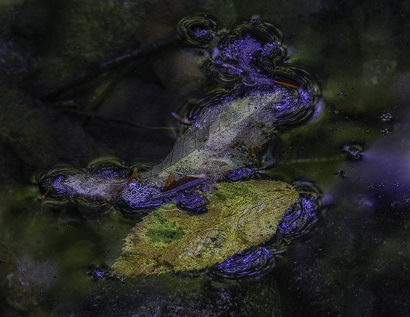 Photo by Louann Smith / Louann Smith calls this photograph of two leaves in a stream "Monet's Foliage Fish." It is part of a series she calls Enchanted Forest with images almost exclusively from Cades Cove and the Tremont/Middle Prong areas of the Great Smoky Mountains National Park.