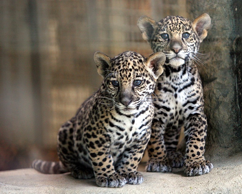 Two 9-week-old jaguar cubs look out from their exhibit at the Stone Zoo in Stoneham, Mass., Thursday, May 25, 2006. (AP Photo/Mary Schwalm)