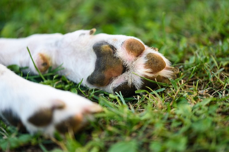 Macro shoot of beagle dog paw feet and nails dog tile paw tile pawprint / Getty Images
