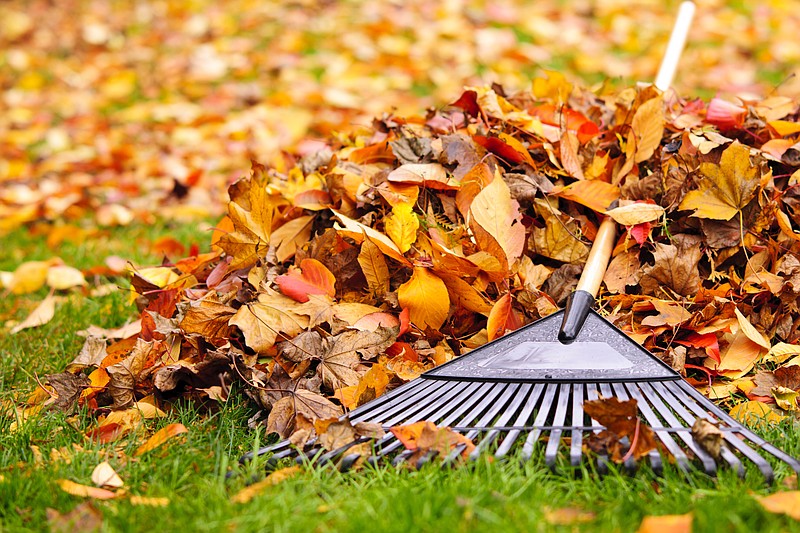 Pile of fall leaves with fan rake on lawn leaf tile leaves fall tile yard leaf collection / Getty Images
