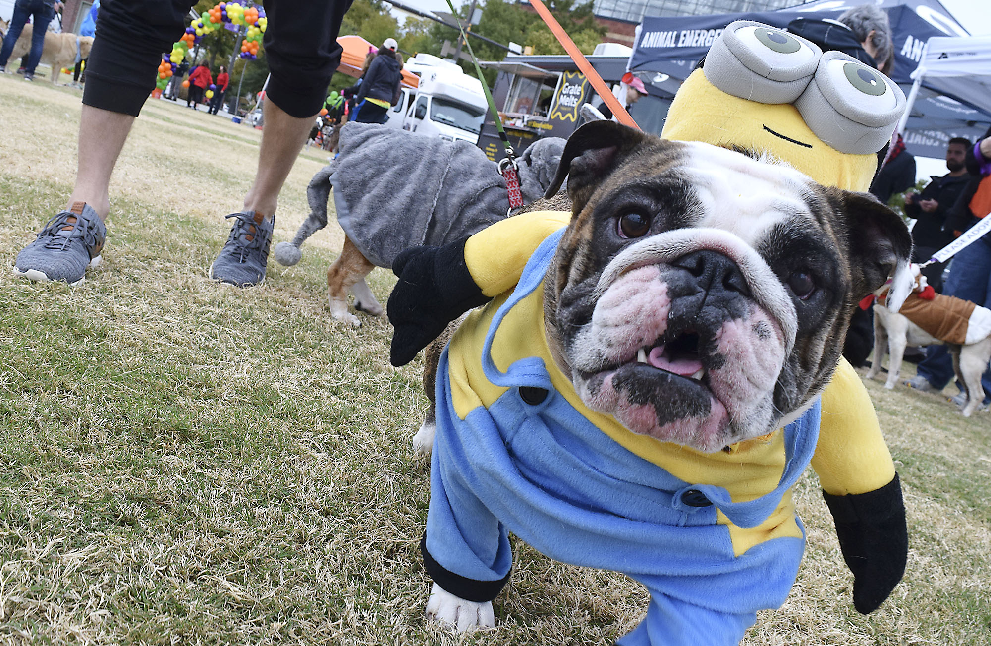 Staff Photo by Robin Rudd/ Andrew Mullens's English Bulldog, Lulu, gives a ride to a Minnon. Hundreds of animals lovers gathered to raise money for the Humane Educational Society at the 17th annual Paws in the Park. The event included a walk, dog and human costume contest, and a dog cake-eating contest. Ross's Landing Park was the site of the event on October 19, 2019.