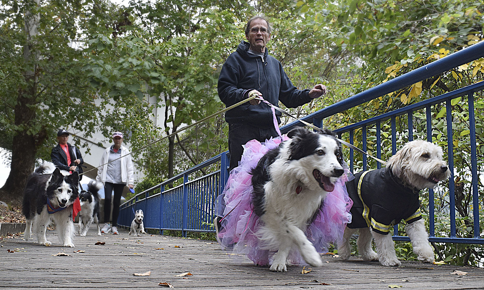 Staff Photo by Robin Rudd/ Chuck Mindel commands the leashes of, from left, Vette, Daisy and Squirt on the walk. Hundreds of animals lovers gathered to raise money for the Humane Educational Society at the 17th annual Paws in the Park. The event included a walk, dog and human costume contest, and a dog cake-eating contest. Ross's Landing Park was the site of the event on October 19, 2019.