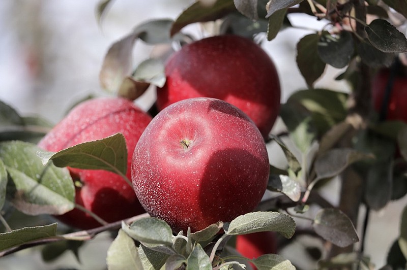 In this photo taken Tuesday, Oct. 15, 2019, Cosmic Crisp apples, a new variety and the first-ever bred in Washington state, sit on the tree ready to be picked at an orchard in Wapato, Wash. The Cosmic Crisp, available beginning Dec. 1, is expected to be a game changer in the apple industry. Already, growers have planted 12 million Cosmic Crisp apple trees, a sign of confidence in the new variety. (AP Photo/Elaine Thompson)