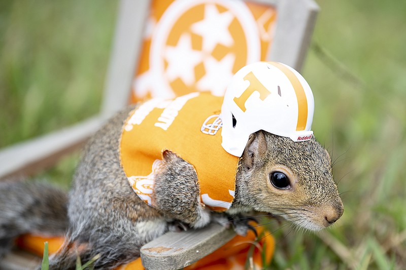In this Tuesday, October 15, 2019 photo, a squirrel named Sinan wears a Tennessee Vols football helmet at Melton Lake Park in Oak Ridge, Tenn. The one-year-old squirrel recently become viral on Instagram for his Tennessee Vols themed outfits. (Calvin Mattheis/Knoxville News Sentinel via AP)

