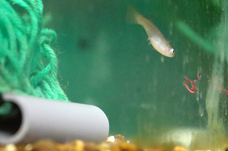 Staff photo by Erin O. Smith / A Barrens topminnow swims after food in its tank at the Tennessee Aquarium Conservation Institute Monday, October 21, 2019 in Chattanooga, Tennessee. The U.S. Fish and Wildlife Service granted endangered species status to the Tennessee freshwater fish. The Barrens topminnow, which is now nearly extinct, was proposed for endangered species protection four decades ago. 