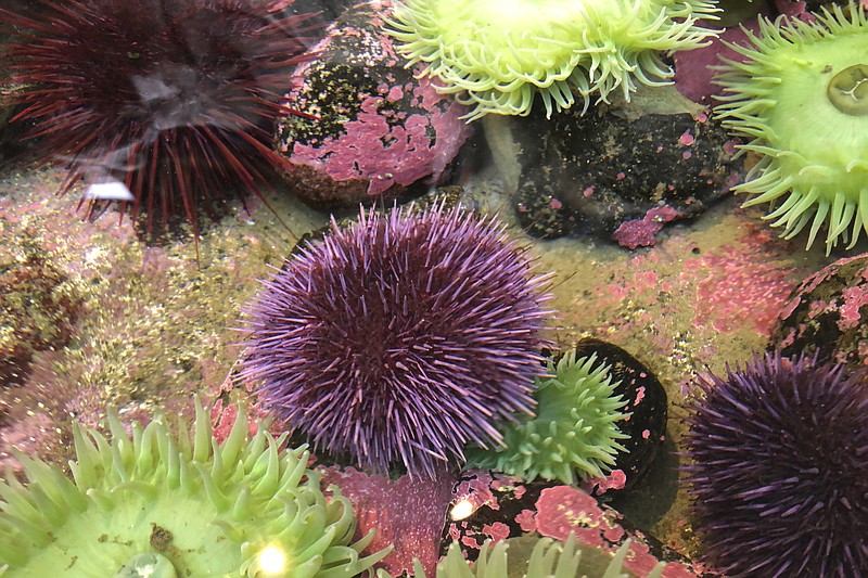 In Oct. 16, 2019 photo, a purple sea urchin sits in a touch tank at the Marine Hatfield Science Center in Newport, Ore. Tens of millions of voracious purple sea urchins that have already chomped their way through towering underwater kelp forests in California are now spreading north to Oregon, sending the delicate marine ecosystem off the shore into such disarray that other critical species are starving to death. A recent count found 350 million purple sea urchins on one reef in Oregon alone, a more than 10,000% increase since 2014 and in northern California, 90% of the giant kelp forests have been devoured by the urchins, perhaps never to return. (AP Photo/Gillian Flaccus)