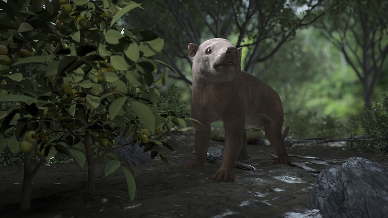 This image provided by HHMI Tangled Bank Studios in October 2019 shows a rendering of the ancient Carsioptychus mammal taken from the PBS NOVA special, Rise of the Mammals. In this recreation, Carsioptychus coarctatus eats plants in a newly diversified forest, 300,000 years after the mass extinction that wiped out the dinosaurs. (Jellyfish Pictures/HHMI Tangled Bank Studios via AP)