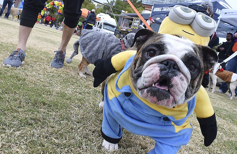 Andrew Mullens's English Bulldog, Lulu, gives a ride to a Minion. Hundreds of animal lovers gathered to raise money for the Humane Educational Society at the 17th annual Paws in the Park. The event included a walk, dog and human costume contest, and a dog cake-eating contest.  Ross's Landing Park was the site of the event on October 19, 2019. / Staff Photo by Robin Rudd