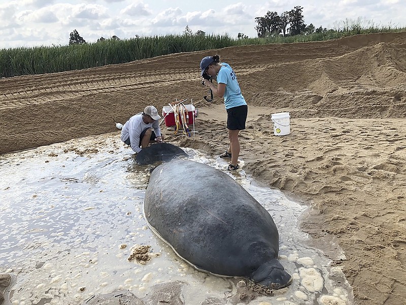 In an Oct. 1, 2019 photo provided by the Georgia Department of Natural Resources, wildlife workers keep a stranded manatee wet until a bulldozer plows a trench that allows river water to reach the animal. Workers rolled the manatee onto a stretcher and guided it to deeper water. (Georgia Department of Natural Resources via AP)


