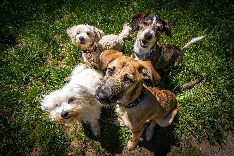 Four dogs sitting in one spot. / Getty Images/iStockphoto/buchsammy