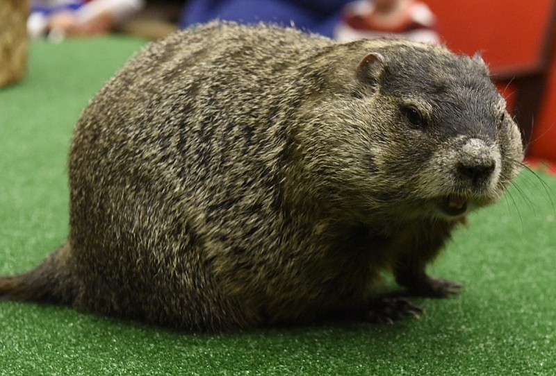 A groundhog named Chattanooga Chuck makes an appearance during the Tennessee Aquarium's Small Fry program on Tuesday, Feb. 2, 2016, in Chattanooga, Tenn. In honor of Groundhog Day, rodents were the subject of the day's program, designed for children ages two through five. / Staff Photo by John Rawlston