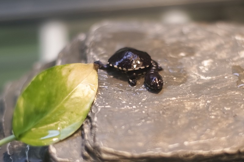 The first hatchling of a Roti Island snake-necked turtle at the Chattanooga Zoo is seen here. The hatchling started emerging from the egg on Nov. 3 and completed the process by Nov. 6, 2019. It is the first successful hatching of the species to take place at the Zoo. / Photo provided by the Chattanooga Zoo

