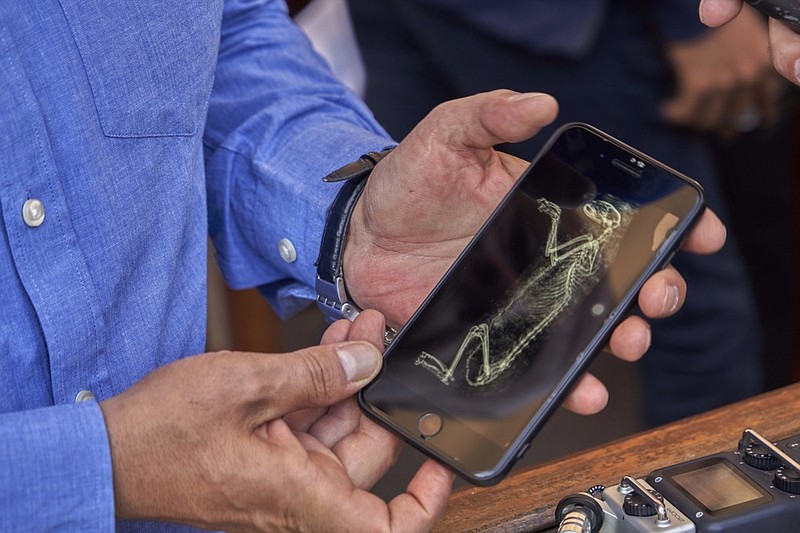 Mostafa Waziri, secretary general of the Supreme Council of Antiquities, shows an image of CT-scan of a lion cub in Saqqara, south Giza, Egypt, Saturday, Nov. 23, 2019. Egypt's Ministry of Antiquities revealed details on recently discovered animal mummies, saying they include two lion cubs as well as several crocodiles, birds and cats. The new discovery was displayed at a makeshift exhibition at the famed Step Pyramid of Djoser in Saqqara, south of Cairo, near the mummies and other artifacts were found in a vast necropolis. (AP Photo/Hamada Elrasam)

