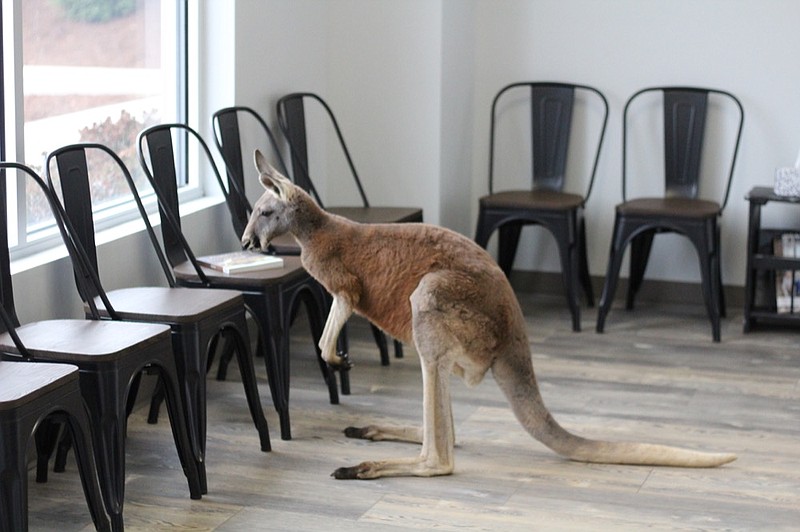 Twitch, a 55-pound, two-year-old male red kangaroo, is seen at Ooltewah Veterinary Hospital.  Twitch was successfully neutered at the hospital during its first month of business in November 2019. / Photo provided by Ooltewah Veterinary Hospital 