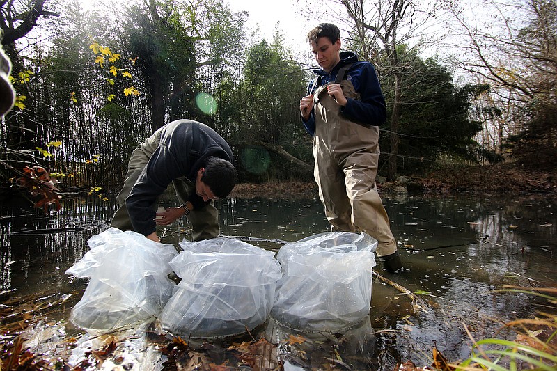 Staff photo by Erin O. Smith / Matt Hamilton, curator of fishes at the Tennessee Aquarium, and Adam Johnson, an aquarist at the Tennessee Aquarium, pours water into bags with Barrens Topminnows as he acclimates the fish to the stream's water Tuesday, November 26, 2019 off of McMinnville Highway in Coffee County, Tennessee. The Barrens Topminnows are a species were recently listed as federally endangered.