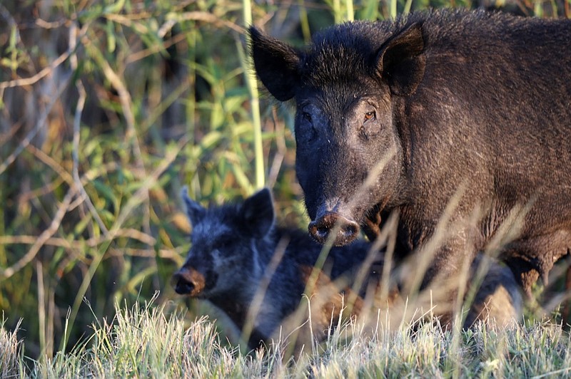 In this Friday, Oct. 25, 2019 photo, feral pigs roam near LaBelle, Fla. The state is second only to Texas in the number of non-native wild pigs living in the state. (AP Photo/Robert F. Bukaty)