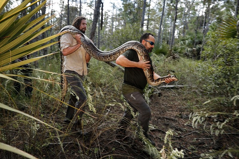 In this Wednesday, Oct. 23, 2019, photo, Ian Bartoszek, right, and Ian Easterling carry a 14-foot, 95-pound, female Burmese python out of an upland habitat in Naples, Fla. A male python fitted with a radio transmitter implant led them to the female a couple yards from an upscale housing development. (AP Photo/Robert F. Bukaty)