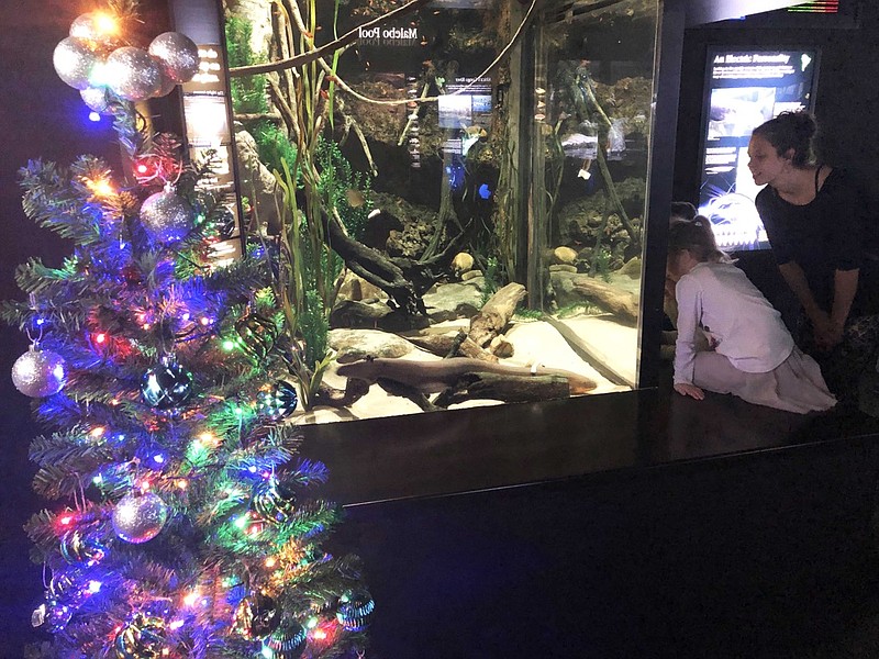 Christmas tree lit by Miguel Wattson / Photo courtesy of the Tennessee Aquarium