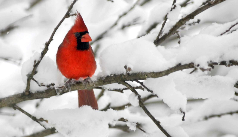 Staff Photo by Robin Rudd/Chattanooga Times Free Press- A male cardinal perches among snow-covered brances while he waits his turn at a bird-feeder in East Brainerd.