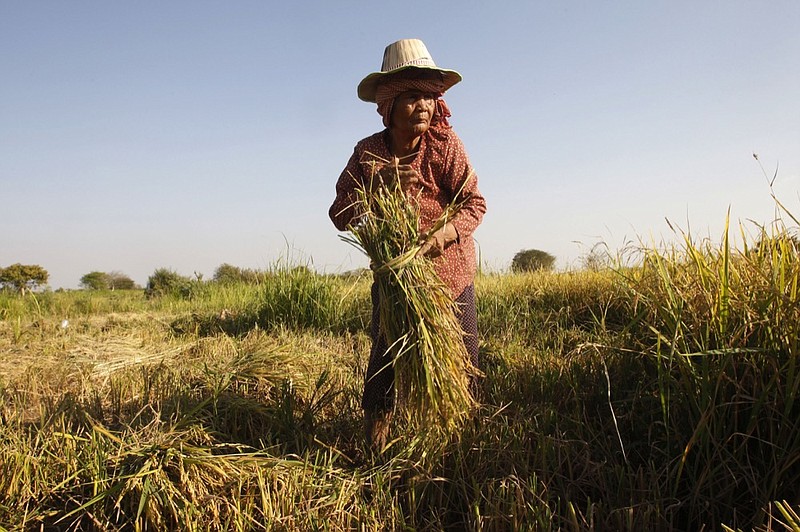 FILE - In this Feb. 11, 2019, file photo, woman cuts rice in the village of Samroang Kandal on the north side of Phnom Penh, Cambodia. (AP Photo/Heng Sinith, File)


