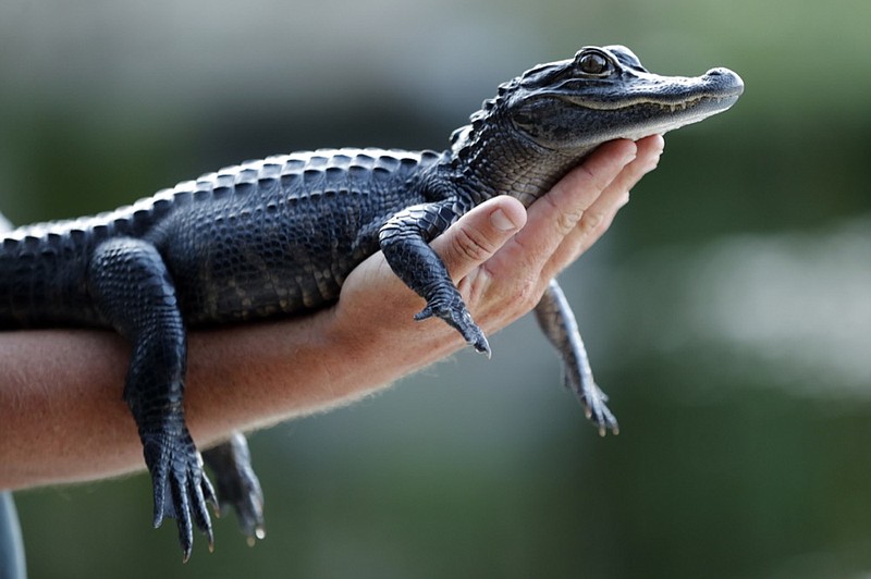FILE - In this Tuesday, Oct. 22, 2019 file photo, a two-year-old alligator is held by a tourist at an airboat ride tour company on the Tamiami Trail just north of Everglades National Park, Fla. Louisiana is suing California over the state's decision to ban the import and sale of alligator products, saying the ban will hurt an important state industry and ultimately could hurt the state's wetlands. In a lawsuit filed Thursday, Dec. 12, 2019, Louisiana said the economy surrounding alligators has played a key role in bringing back the American alligator population and is an important factor in protection wetlands and other species besides alligators that depend on the wetlands. (AP Photo/Robert F. Bukaty, File)

