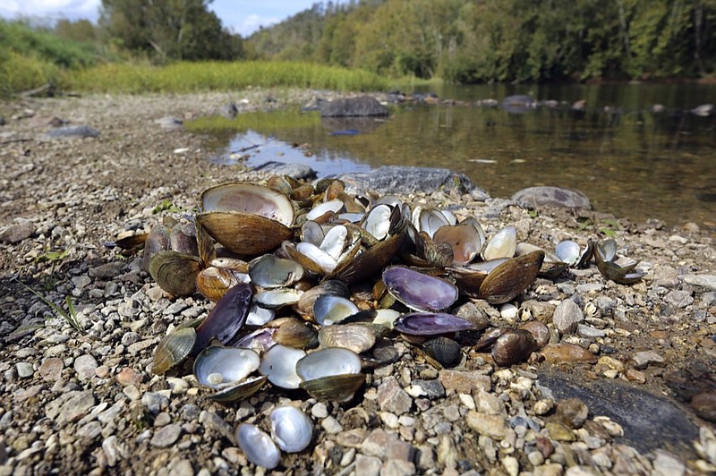 In this Oct. 17, 2019, photo provided by the U.S. Fish and Wildlife Service, a pile of recently dead freshwater mussels are piled along the shore of the Clinch River near Wallen Bend, Tenn. While freshwater mussels have been plagued for decades by habitat loss, invasive species, pollution, sedimentation and other issues, there's a possibility that the die-off in the Clinch River could be connected to infectious disease. (Meagan Racey/U.S. Fish and Wildlife Service via AP)