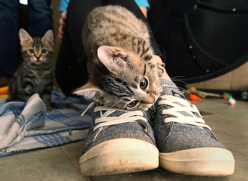 Staff photo by Erin O. Smith / A kitten gnaws on Whitney Sickels' shoes at McKamey Animal Center. Sickels and Heath Hanson, owners of Naughty Cat Cafe, opened the cafe in St. Elmo earlier this year.